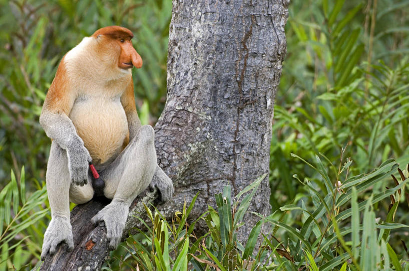 无人,横图,室外,野生动物,猴子,马来西亚,亚洲,生气,大喊,自然,愤怒,摄影,东南亚,热带雨林,婆罗洲,长鼻猴,加里曼丹岛,婆罗洲岛,马来西亚联邦,沙巴州,彩图,生态多样性,雨林