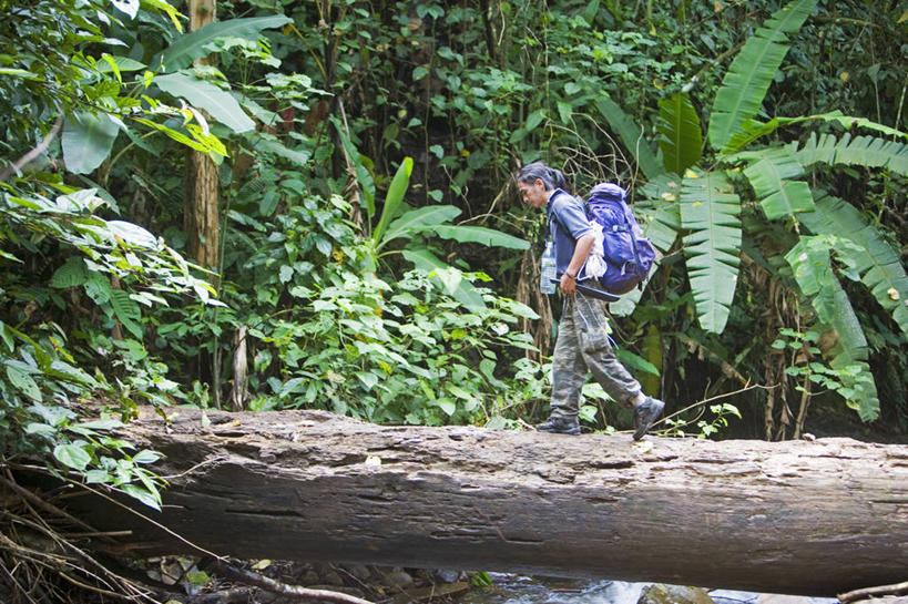 无人,横图,室外,牛,马来西亚,亚洲,池塘,自然,放松,摄影,东南亚,热带雨林,婆罗洲,加里曼丹岛,婆罗洲岛,哥打基纳巴卢,马来西亚联邦,咀嚼,水牛,彩图,雨林