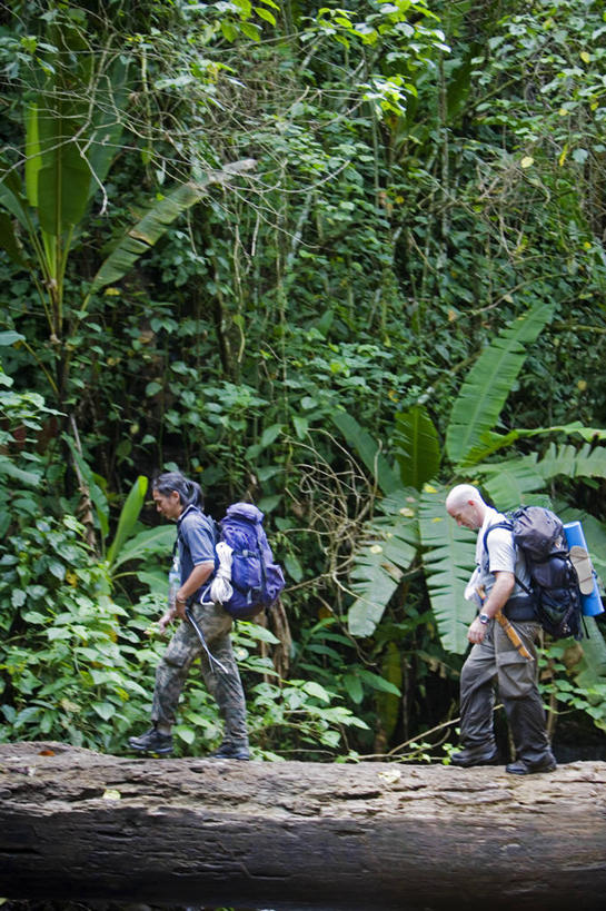 无人,横图,室外,牛,马来西亚,亚洲,池塘,自然,放松,摄影,东南亚,热带雨林,婆罗洲,加里曼丹岛,婆罗洲岛,哥打基纳巴卢,马来西亚联邦,咀嚼,水牛,彩图,雨林