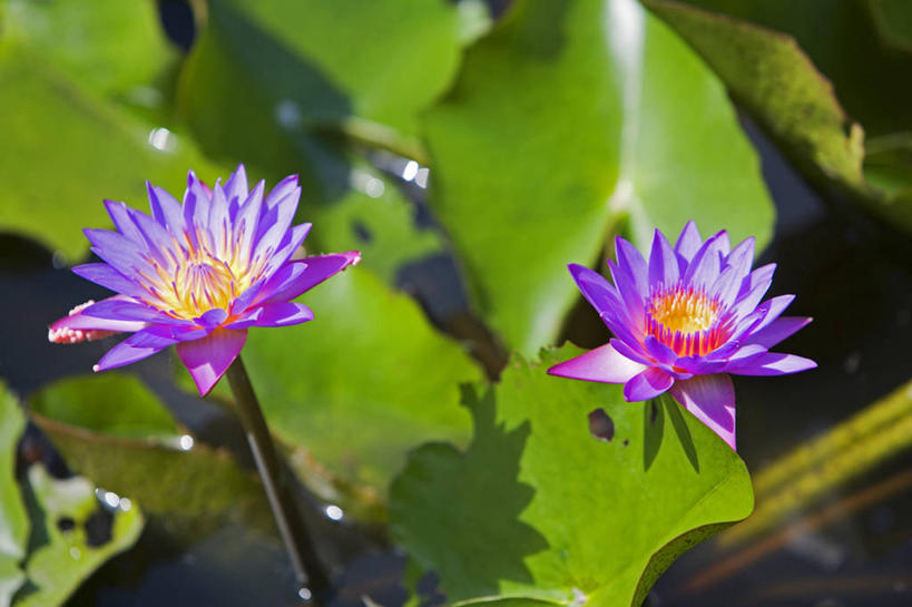 无人,横图,室外,睡莲,马来西亚,亚洲,花,自然,摄影,东南亚,热带雨林,婆罗洲,加里曼丹岛,婆罗洲岛,马来西亚联邦,彩图,雨林