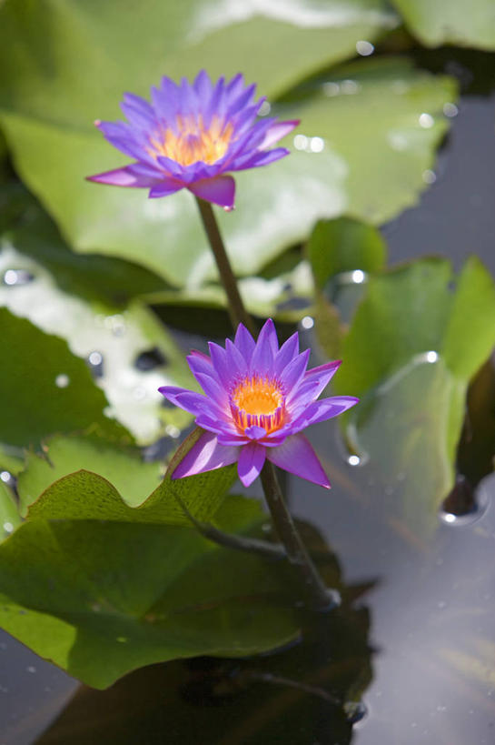 无人,竖图,室外,睡莲,马来西亚,亚洲,花,自然,摄影,东南亚,热带雨林,婆罗洲,加里曼丹岛,婆罗洲岛,马来西亚联邦,彩图,雨林