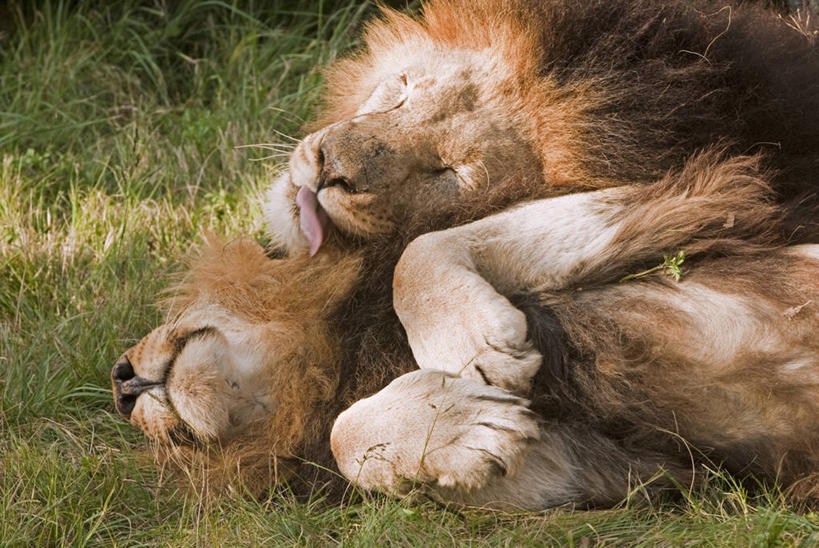 无人,兄弟,横图,哺乳动物,野生动物,狮子,非洲,南非,自然,动物,摄影,环境保护,约翰内斯堡,男性,彩图,旅行