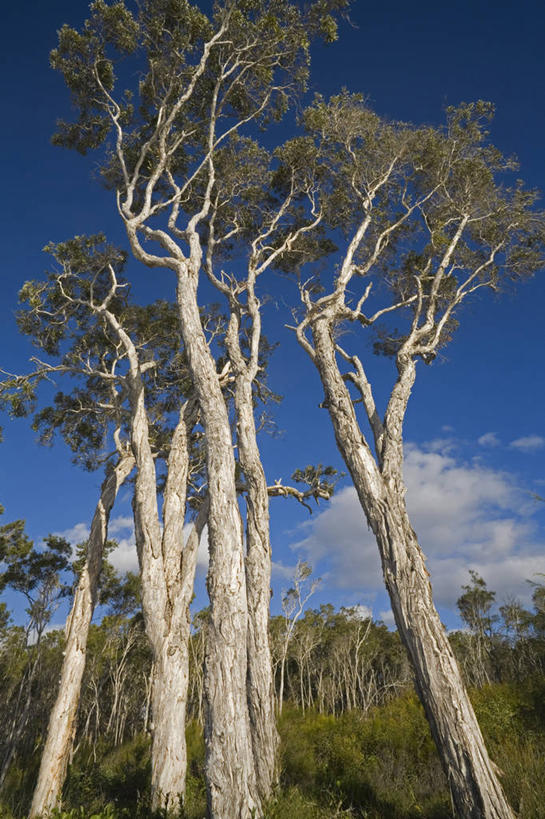 无人,竖图,全景,室外,植物,澳大利亚,地形,历史,树,蓝色,风景,天空,自然,摄影,生长,灌木,国家公园,清单,肖像,昆士兰州,桉树,弗雷泽岛,彩图,旅行