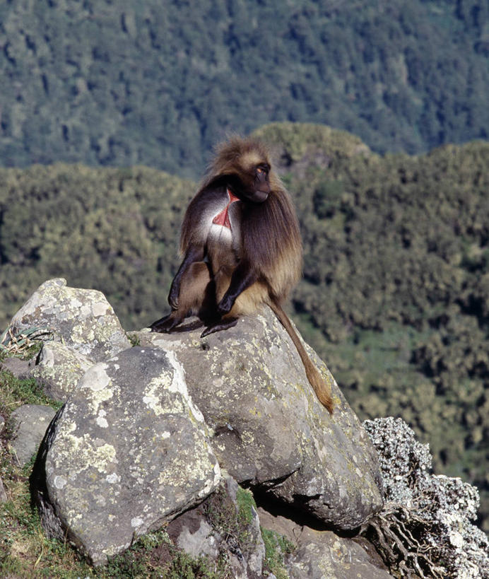 无人,坐,竖图,室外,哺乳动物,野生动物,猴子,非洲,埃塞俄比亚,狒狒,巨石,自然,动物,休息,摄影,观看,考古学,灵长目,狮尾狒狒,岩石,彩图