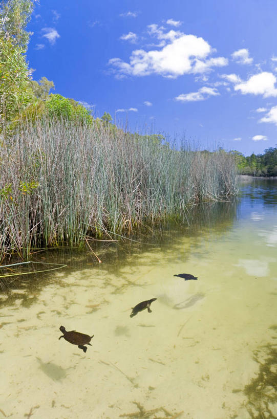 游泳,无人,码头,竖图,全景,室外,湖,野生动物,澳大利亚,陆地,历史,蓝色,风景,天空,自然,动物,摄影,国家公园,清单,肖像,昆士兰州,弗雷泽岛,海龟,彩图,旅行,淡水