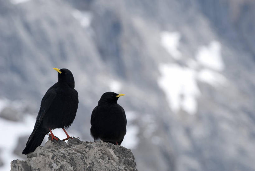 无人,横图,室外,旅游,度假,山,山脉,鸟,西班牙,欧洲,阿尔卑斯山,鸟类,山顶,悬崖,高处,动物,摄影,西欧,伊比利亚半岛,石灰石,阿斯图里亚斯,坎塔布利亚,红嘴山鸦,山鸦,岩石,彩图,旅行