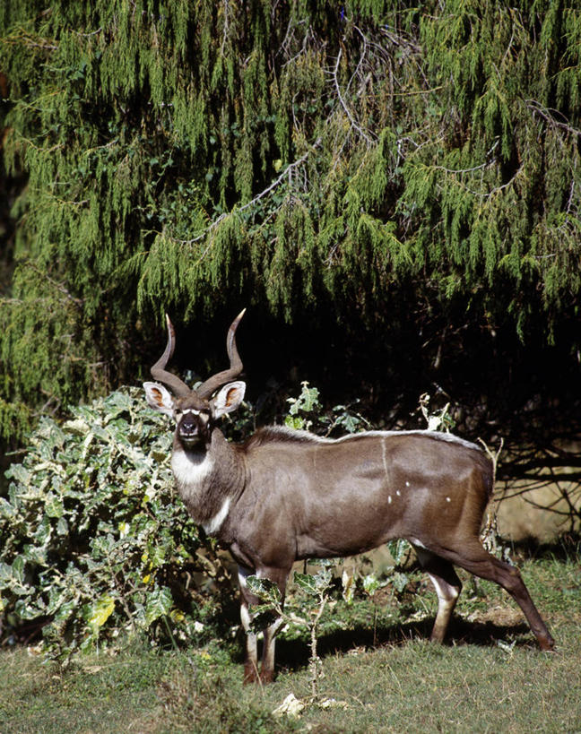 无人,竖图,室外,哺乳动物,野生动物,非洲,埃塞俄比亚,羚羊,地面,自然,动物,摄影,空地,考古学,濒危物种,林羚,彩图