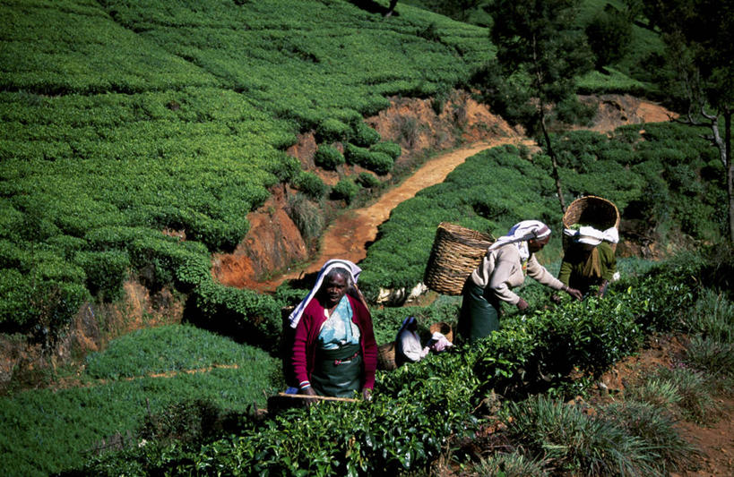 横图,室外,农业,农作物,山,斯里兰卡,篮子,饮料,工人,社区,职业,摄影,种植园,印度次大陆,努沃勒埃利耶,员工,彩图,匠人,劳动者,体力工