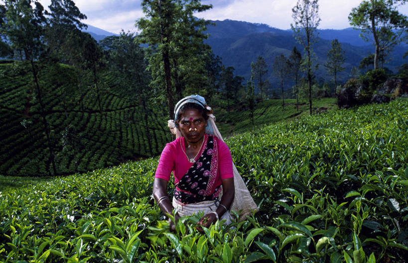 成年人,一个人,农场,横图,室外,农业,农作物,采摘,斯里兰卡,亚洲,仅一个女性,田地,茶叶,工人,绿色,职业,摄影,收获,女人,员工,彩图,传统服装,匠人,劳动者,体力工