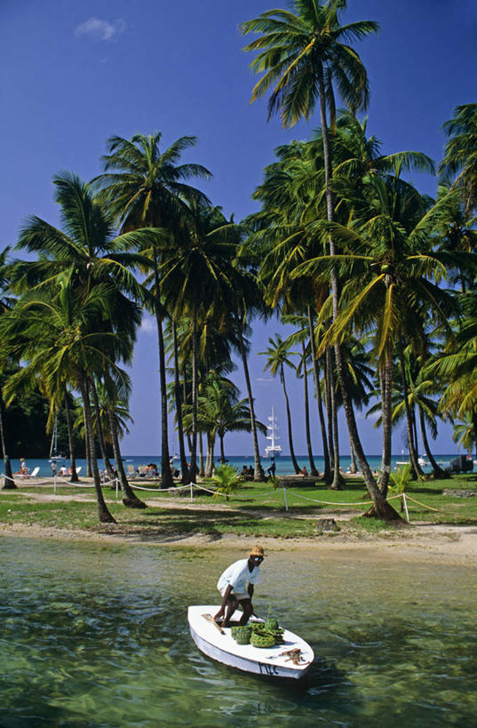 竖图,室外,旅游,度假,海洋,船,棕榈树,圣卢西亚,沙子,岛,海岸线,海湾,摄影,热带气候,西印度群岛,小安的列斯群岛,海滩,彩图,旅行,海上运输