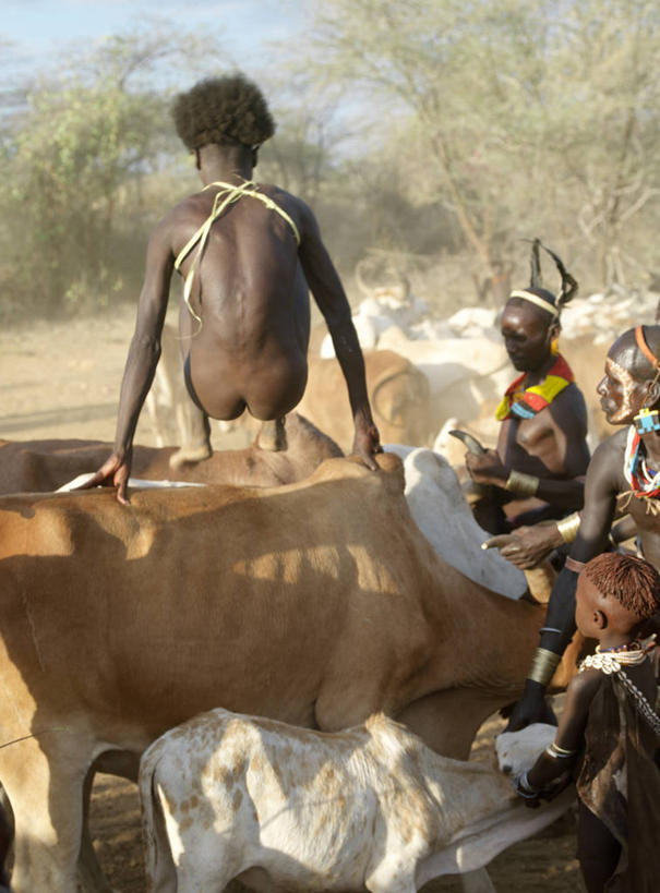 成年人,跳,竖图,牛,项链,非洲,埃塞俄比亚,珠子,摄影,牲畜,典礼,非洲文化,瘤牛,男人,彩图,传统服装,传统文化