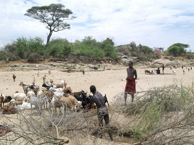 成年人,横图,牛,非洲,埃塞俄比亚,摄影,牲畜,非洲文化,男人,男性,山羊,彩图,传统服装,传统文化