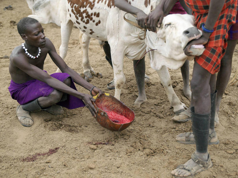 成年人,横图,室外,牛,非洲,埃塞俄比亚,弓箭,葫芦,食品,箭,血液,摄影,牲畜,非洲文化,瘤牛,男人,彩图,传统服装,传统文化