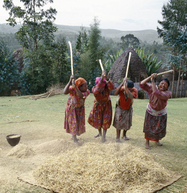 无人,横图,室外,海鸟,野生动物,信天翁,一群,许多,鸟类,鸟巢,悬崖,很多,小鸟,动物,大西洋,摄影,福克兰群岛,黑眉信天翁,彩图,大海鸟