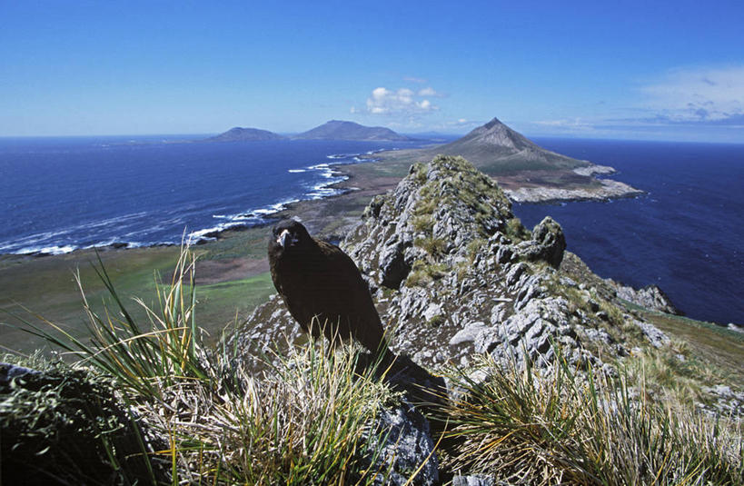 无人,横图,室外,海洋,山,山脉,沙子,海岸线,大西洋,南美,摄影,宁静,南美洲,拉丁美洲,美洲,亚美利加洲,南亚美利加洲,福克兰群岛,马尔维纳斯群岛,海滩,彩图,南桑威奇群岛,桑德斯岛