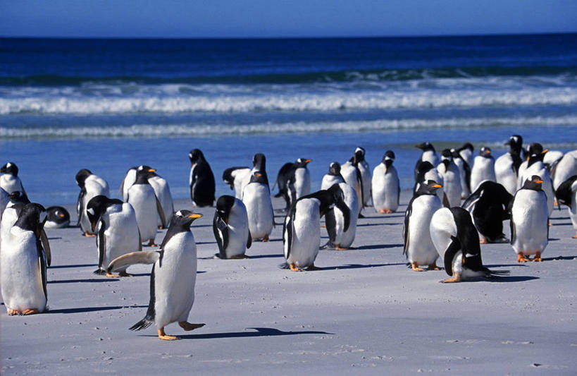 无人,站,横图,室外,企鹅,一群,许多,鸟类,沙子,海岸线,很多,动物,大西洋,摄影,巴布亚企鹅,福克兰群岛,海滩,彩图