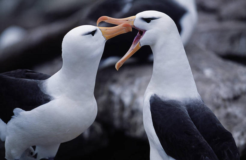 无人,竖图,旅游,指示牌,行人,游客,游人,标志,文字,城镇,标识,路人,旅客,社区,摄影,福克兰群岛,过客,彩图,海港