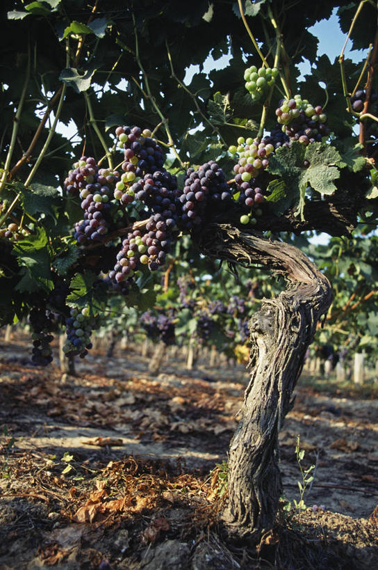 葡萄酒,无人,农场,竖图,室外,农业,农作物,植物,葡萄,水果,法国,欧洲,酒类,葡萄园,酒,饮料,藤蔓,摄影,法国文化,藤蔓植物,彩图,红葡萄