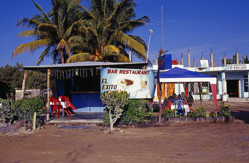 无人,横图,哺乳动物,海鸥,野生动物,羽毛,厄瓜多尔,鸟类,鸟巢,一对,自然,动物,摄影,考古学,加拉帕戈斯群岛,燕尾鸥,彩图