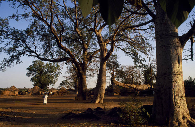 成年人,横图,室外,美景,植物,非洲,冈比亚,房屋,景观,乡村,树,树干,自然,社区,景色,摄影,住房,自然风光,西非,男人,彩图,小屋