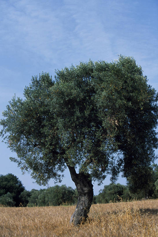 无人,竖图,室外,美景,希腊,欧洲,景观,热,树,自然,夏天,景色,摄影,地中海文化,希腊文化,自然风光,彩图,油橄榄树