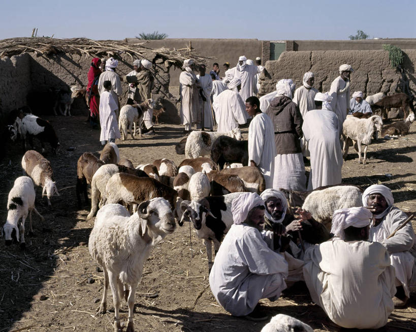 成年人,农民,横图,消费,农业,苏丹,市场,家畜,摄影,牲畜,伊斯兰教,贸易,撒哈拉沙漠,男人,商人,山羊,绵羊,说话,彩图
