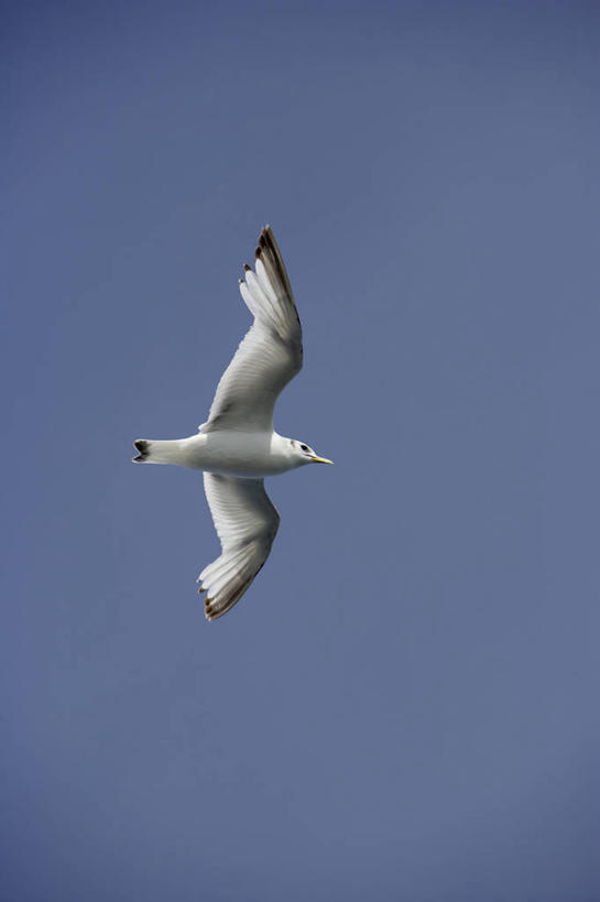 无人,横图,室外,北极,冰山,全球变暖,旗帜,日光,欧洲,海岸线,拱门,北,冰川,寒冷,摄影,气象,环境,气候,冰河,彩图