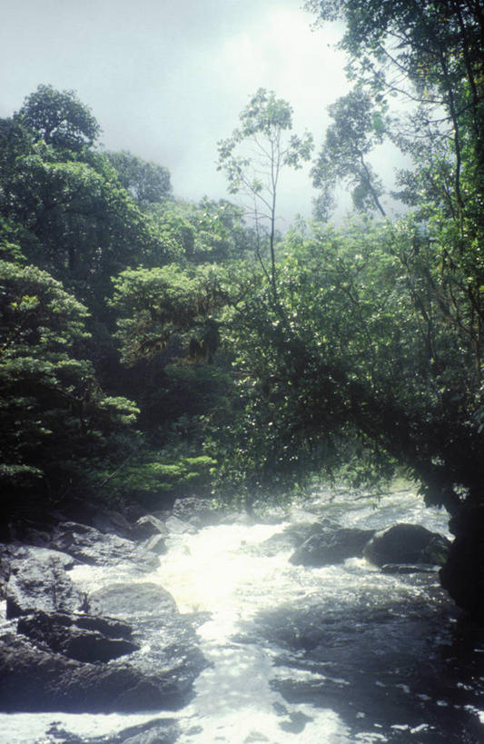 游泳,横图,室外,河流,水,船,圭亚那,树,社区,南美,摄影,独木舟,彩图,小屋