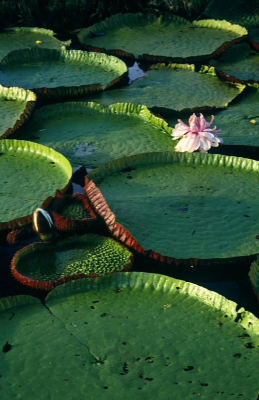 无人,植物园,竖图,室外,植物,百合花,圭亚那,首都,花,绿色,南美,摄影,水生植物,彩图