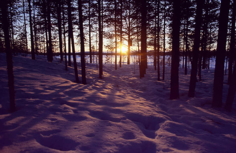 无人,横图,室外,北极,日落,森林,松树,瑞典,阴影,冬天,树,安静,寒冷,摄影,宁静,常绿树,松木,针叶树,彩图