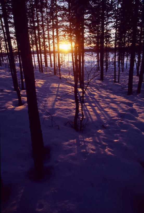 无人,竖图,室外,北极,日落,森林,松树,瑞典,阴影,冬天,树,安静,寒冷,摄影,宁静,常绿树,松木,针叶树,彩图
