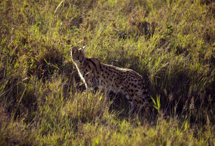 无人,横图,室外,野生动物,非洲,坦桑尼亚,捕食,草,动物,地标建筑,摄影,国家公园,猫科动物,薮猫,塞伦盖蒂国家公园,彩图,旅行,联合国教科文组织