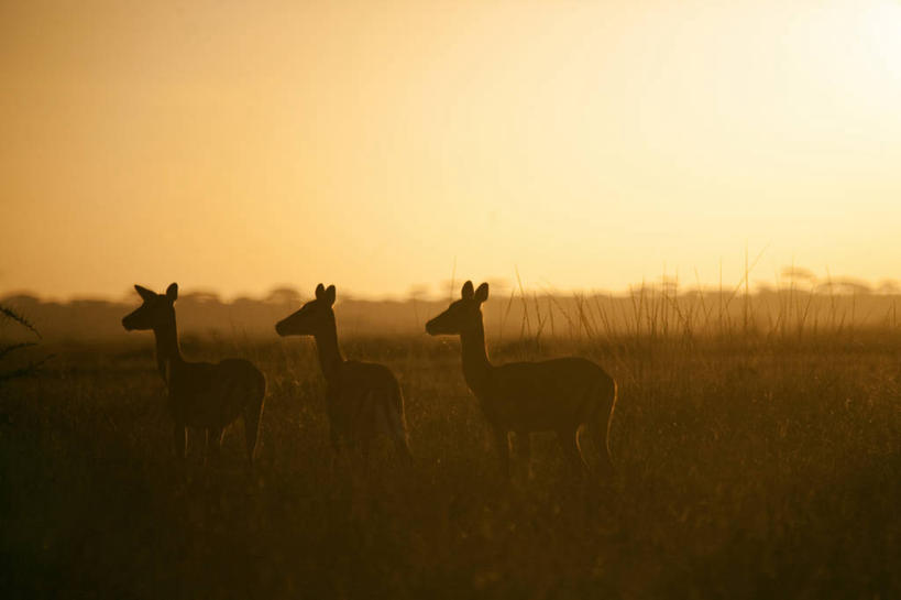 无人,横图,室外,雾,野生动物,非洲,坦桑尼亚,动物,地标建筑,橙色,摄影,国家公园,黑斑羚,塞伦盖蒂国家公园,彩图,旅行,联合国教科文组织