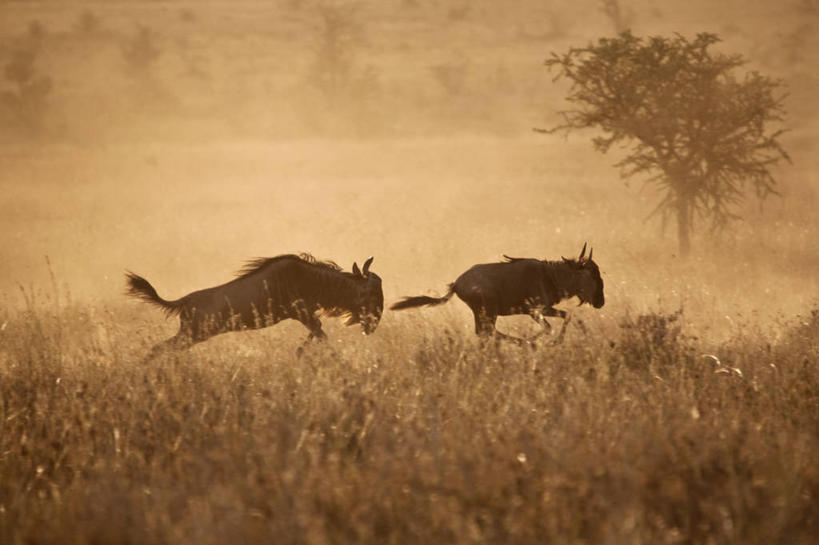 无人,跑,横图,室外,雾,野生动物,非洲,坦桑尼亚,动物,地标建筑,橙色,摄影,迁徙,国家公园,非洲大羚,塞伦盖蒂国家公园,蓝牛羚,彩图,旅行,联合国教科文组织