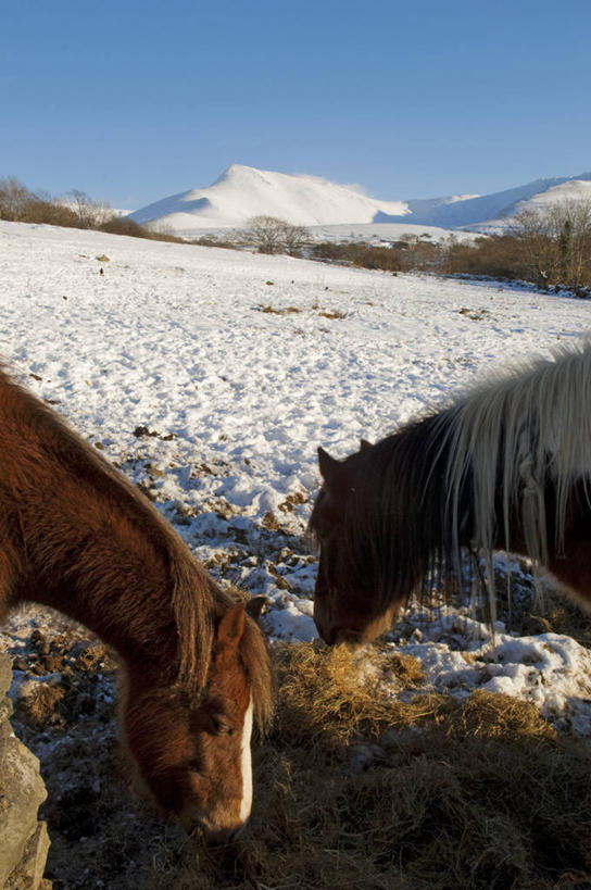 无人,竖图,室外,雪,马,英国,地形,冬天,动物,摄影,威尔士,小马,英国文化,喂养,格温内思郡,彩图,旅行,斯诺登峰,北威尔士