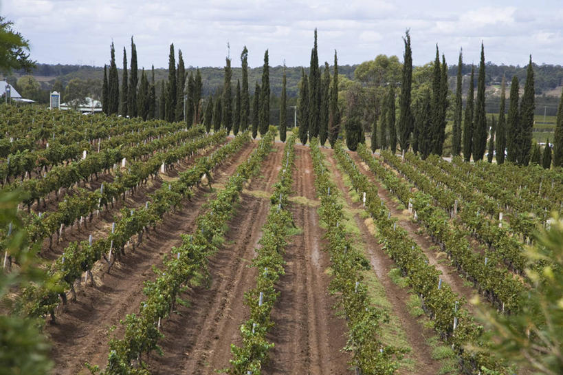 葡萄酒,无人,横图,室外,农业,葡萄,澳大利亚,葡萄园,藤蔓,摄影,悉尼,藤蔓植物,新南威尔士,彩图,猎人谷