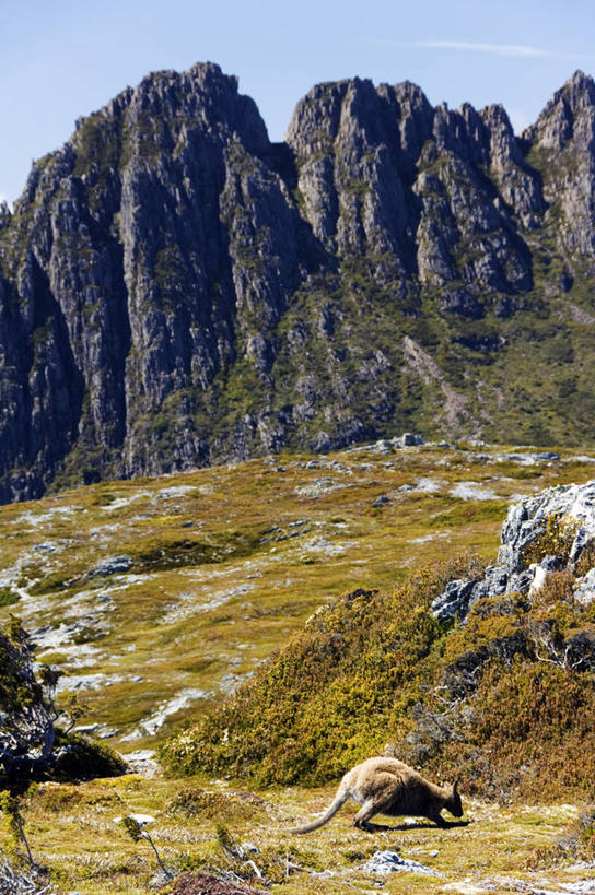 无人,吃,竖图,室外,美景,山,山脉,袋鼠,野生动物,澳大利亚,地形,景观,山顶,历史,风景,自然,动物,景色,可爱,摄影,活泼,宁静,国家公园,自然风光,塔斯马尼亚,澳大拉西亚,育儿袋,喂养,彩图,罢工,美人