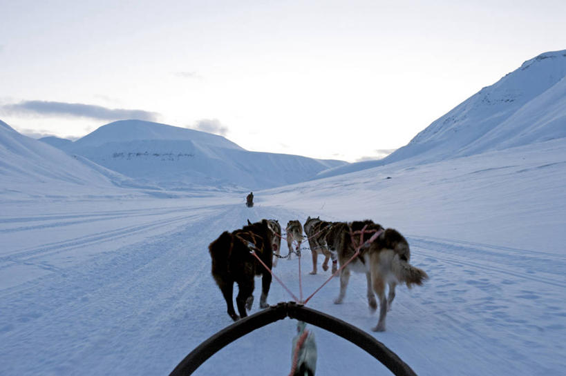 无人,横图,室外,北极,山,雪,狗,挪威,欧洲,冰,冬天,寒冷,摄影,活动,雪橇,斯堪的纳维亚,雪橇犬,斯堪狄纳维亚半岛,斯瓦尔巴德群岛,彩图,旅行
