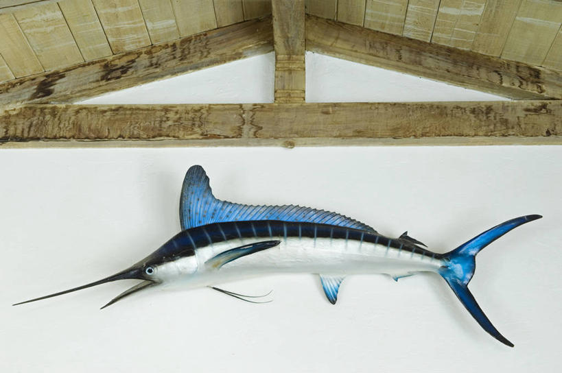 无人,竖图,室内,花瓶,装饰,岛,锅,海洋生物,无脊椎动物,架子,装饰物,摄影,腔肠动物,柳珊瑚,珊瑚虫,石帆,海团扇,彩图,巴哈马群岛