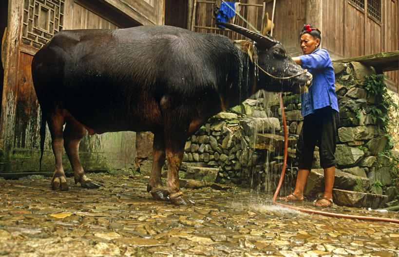 成年人,一个人,横图,水,宠物,亚洲,仅一个女性,少数民族,社区,摄影,贵州省,苗族,女人,水牛,洗涤,彩图,旅行,凯里