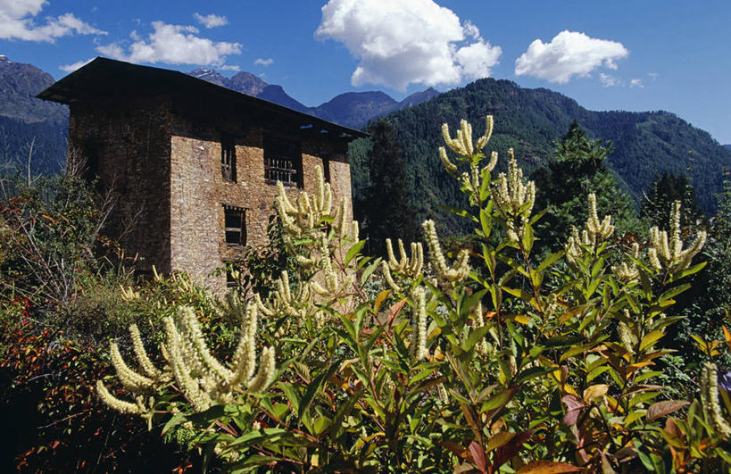 无人,农场,横图,室外,农业,不丹,亚洲,稻田,地形,田地,食品,山谷,树,摄影,喜马拉雅山脉,彩图