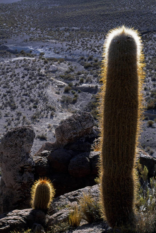 无人,竖图,室外,植物,仙人掌,野生动物,玻利维亚,地形,南美,摄影,考古学,拉丁美洲,自然保护区,安地斯山脉,彩图