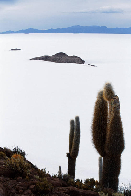 无人,横图,室外,山,山脉,植物,芦苇,仙人掌,玻利维亚,岛,地形,盐,白色,南美,摄影,灌木,沼泽,拉丁美洲,盐湖,地质学,盐滩,乌尤尼盐湖,彩图