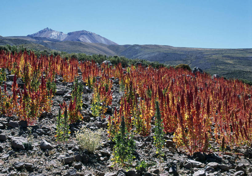 无人,教堂,竖图,玻利维亚,节日,十字架,拱门,文化,祈祷,健康,南美,许愿,摄影,宗教,信仰,纪念,祈求,神殿,基督教,拉丁美洲,宗教建筑,天主教,平安,彩图