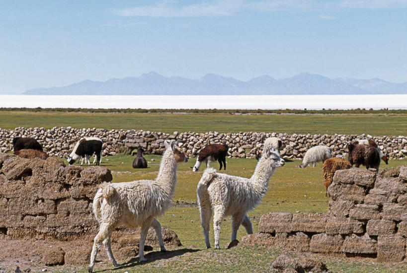 成年人,一个人,竖图,室外,农业,帽子,玻利维亚,仅一个女性,谷类,食品,礼帽,工人,南美,摄影,拉丁美洲,藜麦,女人,员工,彩图,传统服装,匠人,劳动者,体力工