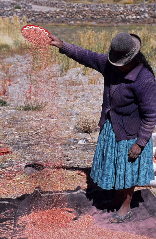 成年人,一个人,竖图,室外,农业,帽子,玻利维亚,仅一个女性,谷类,食品,礼帽,工人,南美,摄影,拉丁美洲,藜麦,女人,员工,彩图,传统服装,匠人,劳动者,体力工