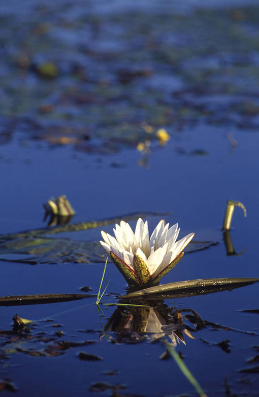 无人,竖图,室外,植物,睡莲,非洲,博茨瓦纳,花,花瓣,摄影,水生植物,奥卡万戈三角洲,莫瑞米野生动物保护区,彩图