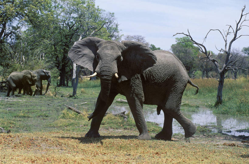 无人,横图,室外,哺乳动物,长颈鹿,野生动物,非洲,博茨瓦纳,喝,饮料,动物,摄影,考古学,奥卡万戈三角洲,野生动物保护区,自然保护区,莫瑞米野生动物保护区,颈,彩图