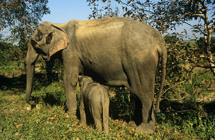 臀部,无人,横图,室外,哺乳动物,野生动物,印度,亚洲,尾巴,动物,摄影,活动,凶猛,独角犀,独角犀牛,印度犀,印度犀牛,阿萨姆,残暴,凶残,犀牛,彩图,旅行,大独角犀,郊野公园