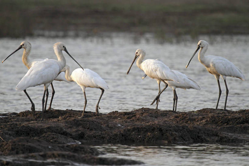 无人,横图,鸟,印度,亚洲,鸟类,动物,摄影,琵鹭,粉红琵鹭,玫瑰琵鹭,彩图,旅行